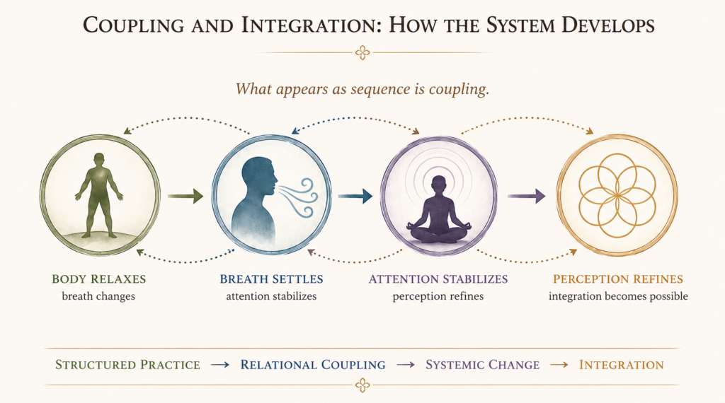 Diagram showing how relaxation, breath, attention, and perception become integrated through relational coupling in IMT practice.
