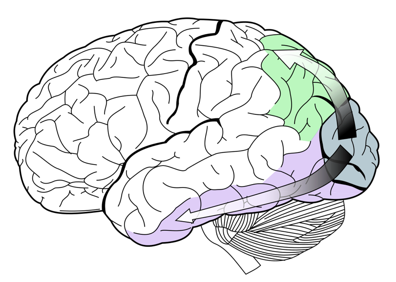Scientific illustration of visual processing pathways in the brain demonstrating that perception is interpretation, not direct observation of reality.