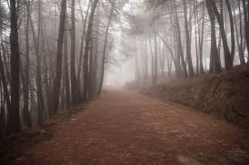 Forest road disappearing into mist, symbolizing the search for truth beyond inherited beliefs and intellectual certainty.