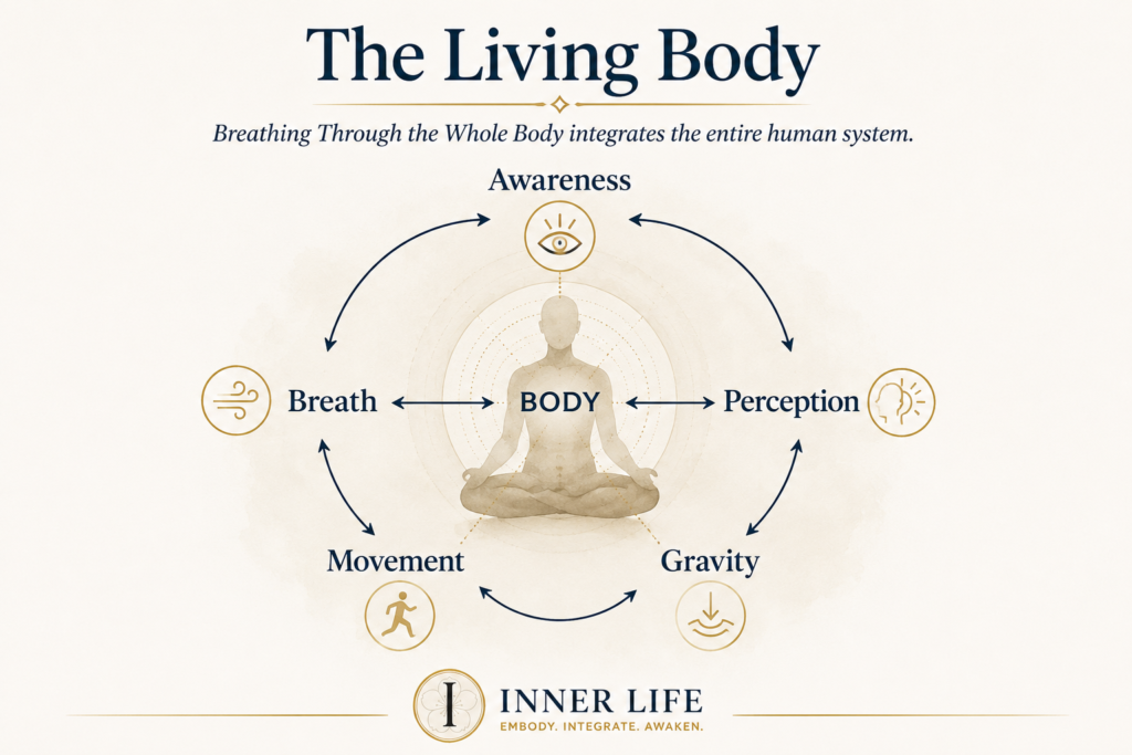 Diagram illustrating how breathing through the whole body integrates awareness, breath, perception, movement, and gravity into a living system of embodied practice.