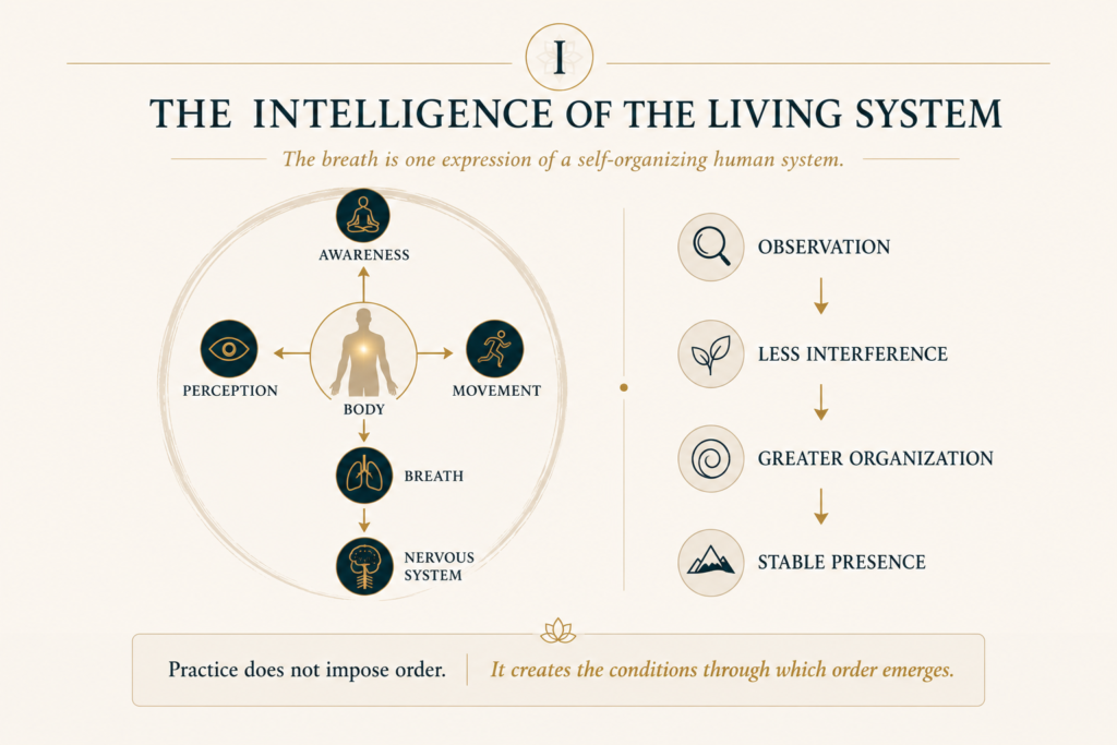 Inner Life infographic illustrating how awareness, perception, movement, breath, and the nervous system function together as a self-organizing living system that develops natural regulation to reverse control the breath