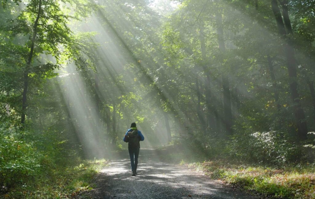 Person walking through a forest as sunlight streams through the trees, symbolizing the body as a gateway to experience.